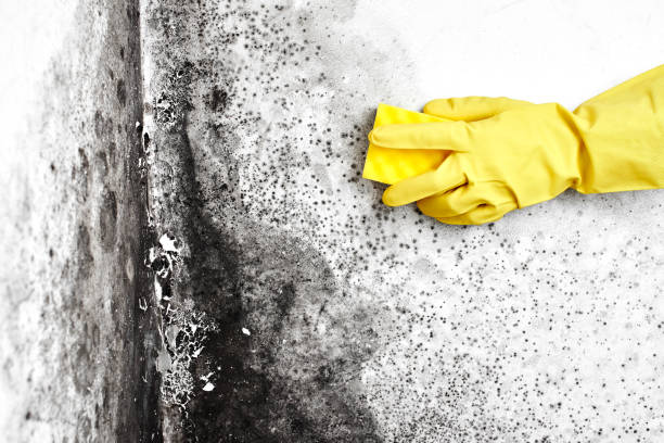 Best Attic Mold Remediation in Druid Hills, GA