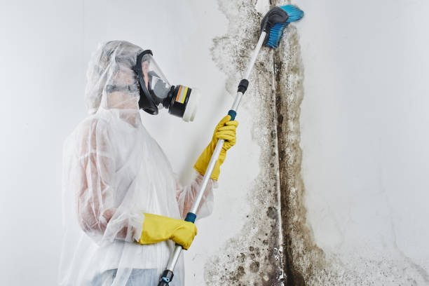 Professional Mold Remediation in Druid Hills, GA