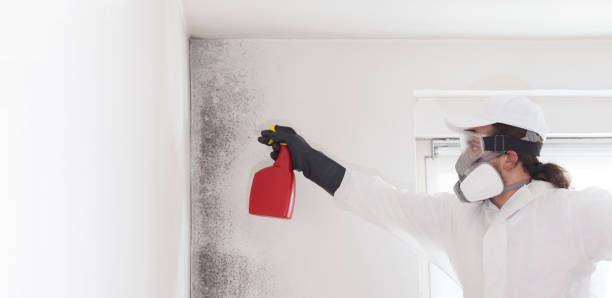 Best Residential Mold Remediation in Druid Hills, GA