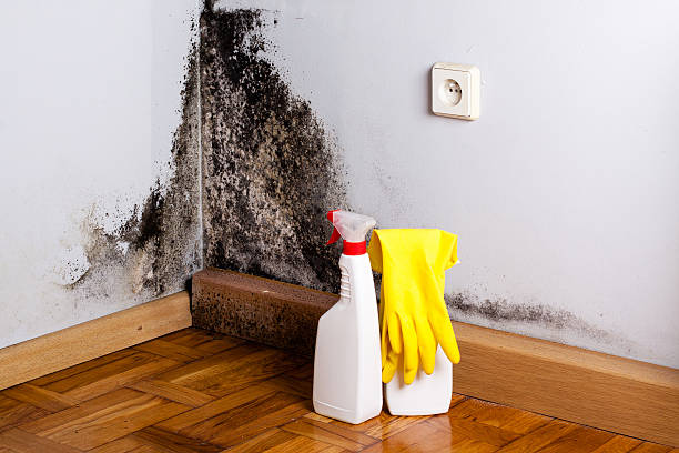Best Preventive Mold Services in Druid Hills, GA