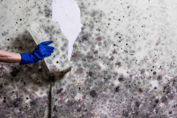 Best Mold Testing and Inspection Services in Druid Hills, GA