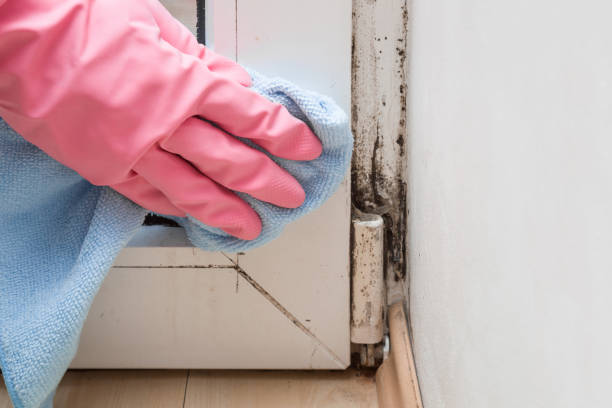 Best White Mold Remediation in Druid Hills, GA
