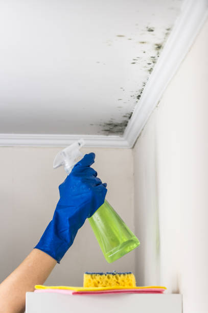 Best HVAC Mold Remediation in Druid Hills, GA
